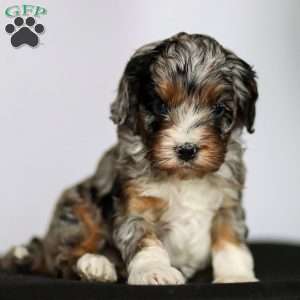 Tucker, Cavapoo Puppy
